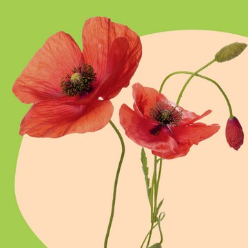 RonaCare&#174; Poppy SE active ingredient, skin care, firming, anti-aging, ECOCERT
